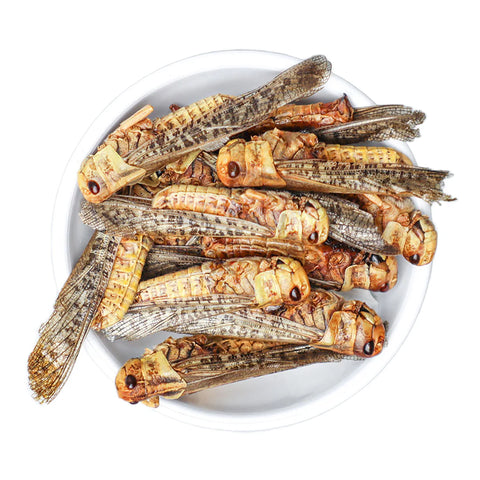 Dried locusts – unseasoned