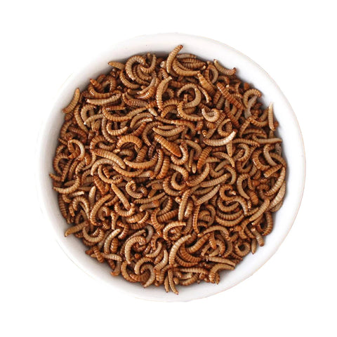 Dried Buffalo Worms – Unseasoned